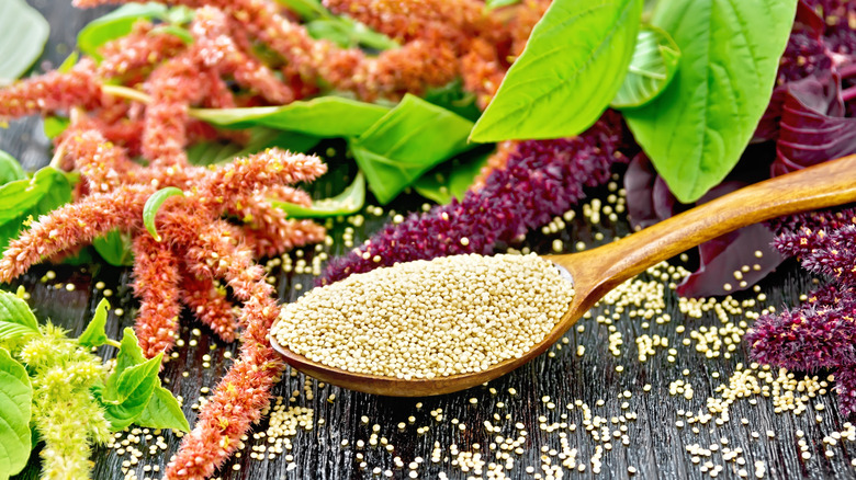 amaranth grains on spoon