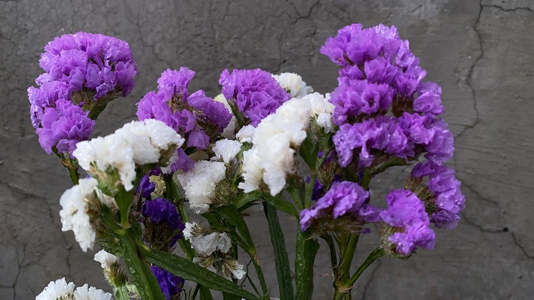 Limonium sinuatum