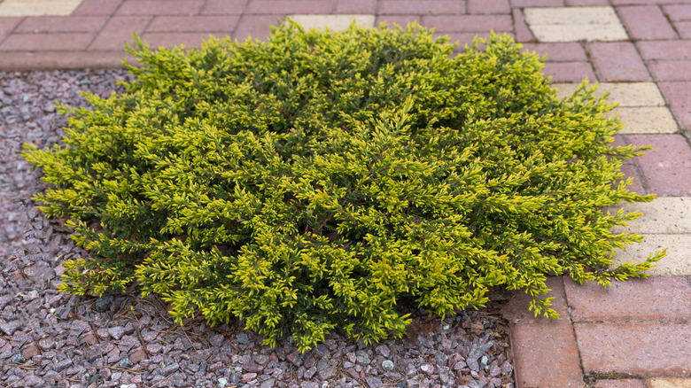 creeping juniper as landscape design