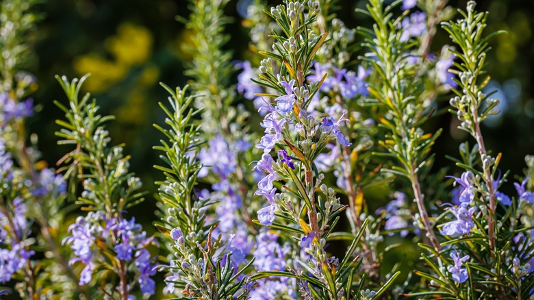 flowering rosemary plant