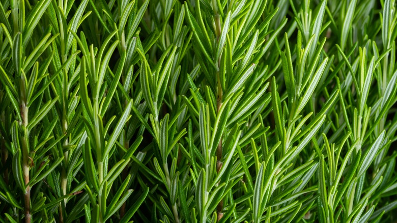 bushy rosemary plant