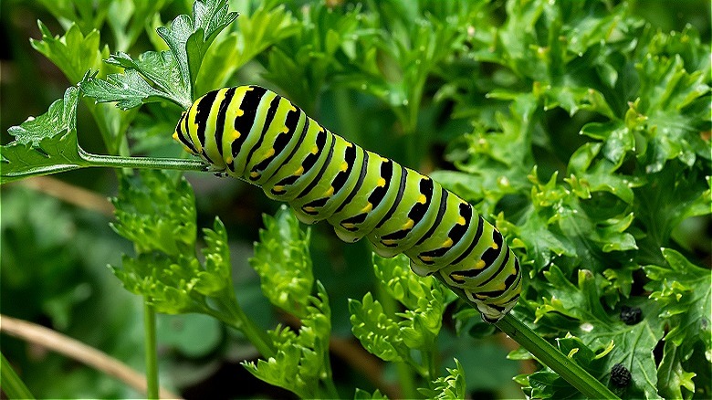 parsley caterpillar walking on parsley