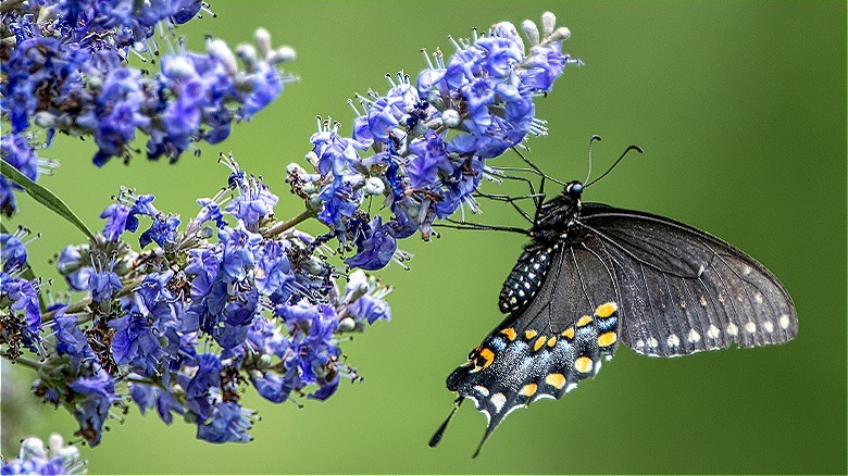 black swallowtail butterfly on flower