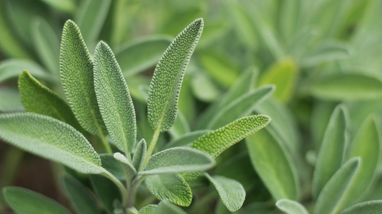 Sage growing in garden