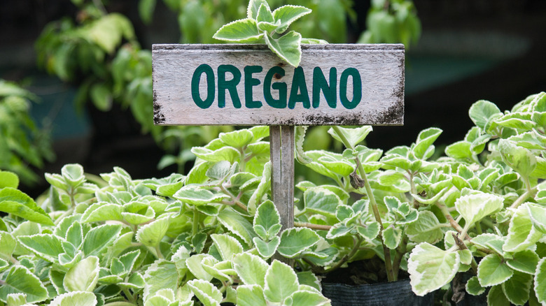 Oregano growing in garden