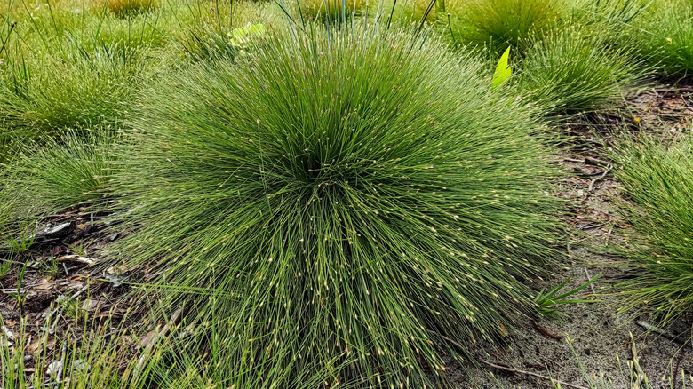 A full clump of fiber optic grass surrounded by smaller clumps