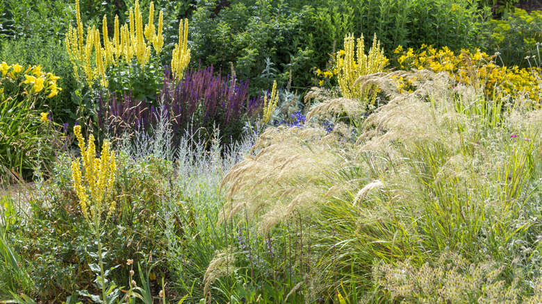 A lovely low-maintenance garden, with a mix of grasses and perennials