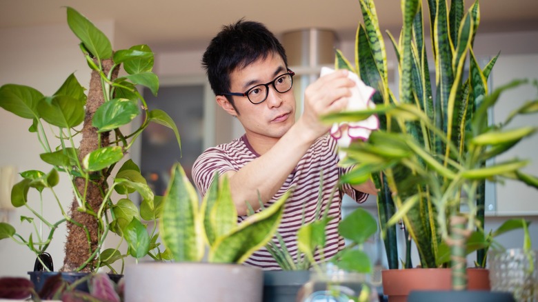 Man caring for his plants