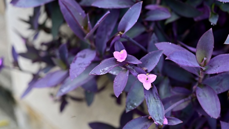 Purple spiderwort with flowers