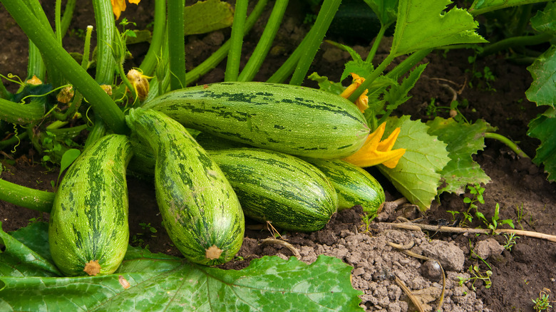 growing summer squash