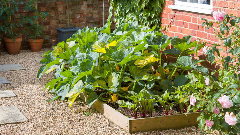 zucchini plants in raised bed