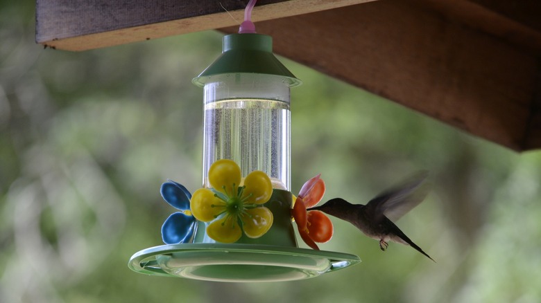 hummingbird drinking from a feeder