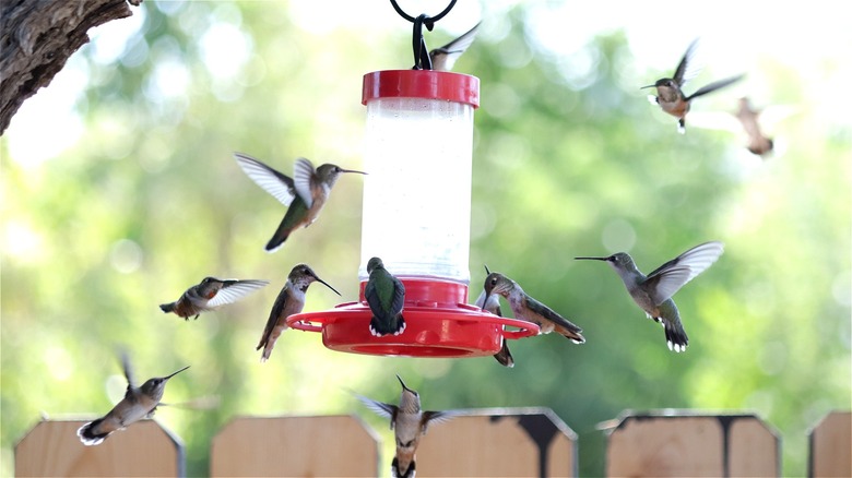 hummingbirds flying to a feeder