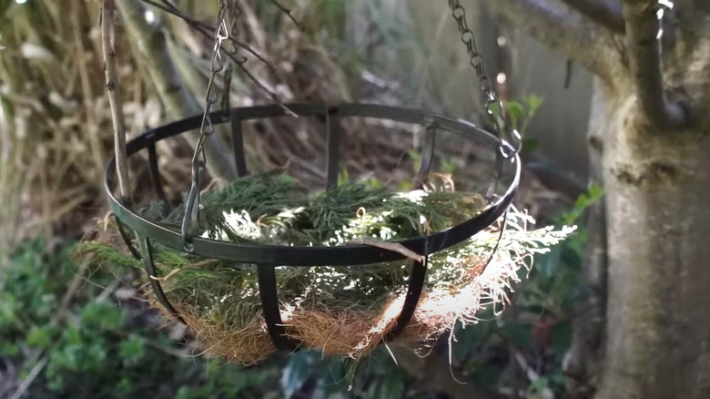 hanging basket bird nest