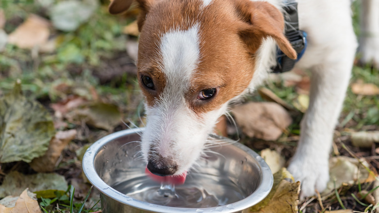 Dog drinking from water bowl