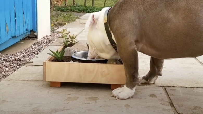 Dog drinking from planter box