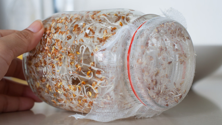 Alfalfa sprouts in covered jar