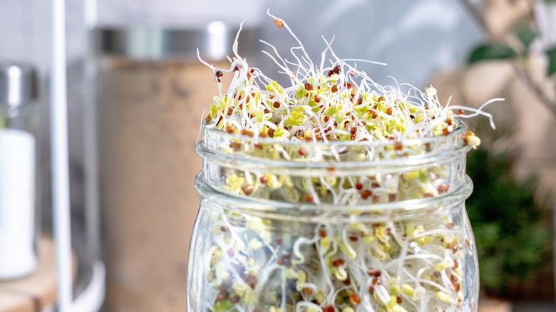 Alfalfa sprouts in glass jar