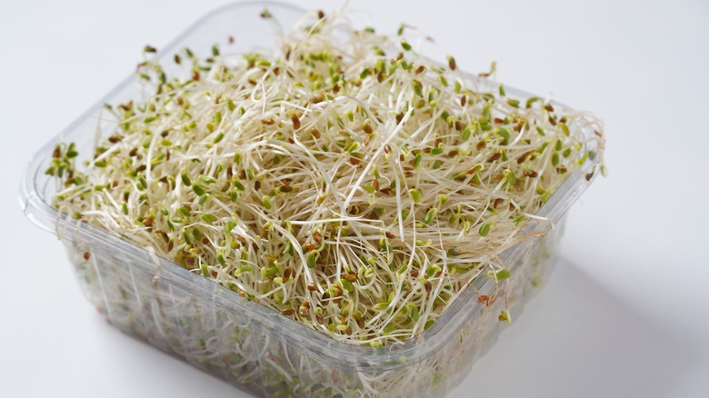 Alfalfa sprouts in plastic container