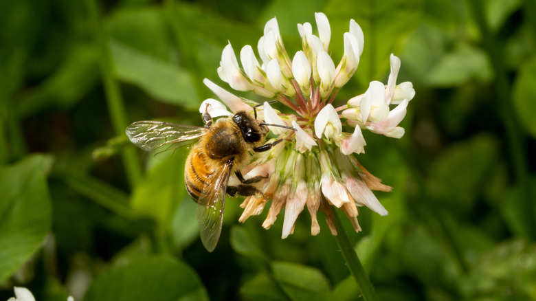 Bee on clover blossom