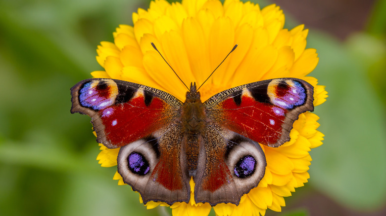 butterfly on calendula