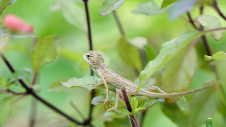 Garden lizard on plant