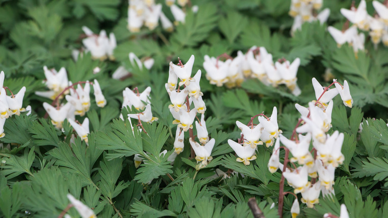 Dutchman's breeches in full bloom