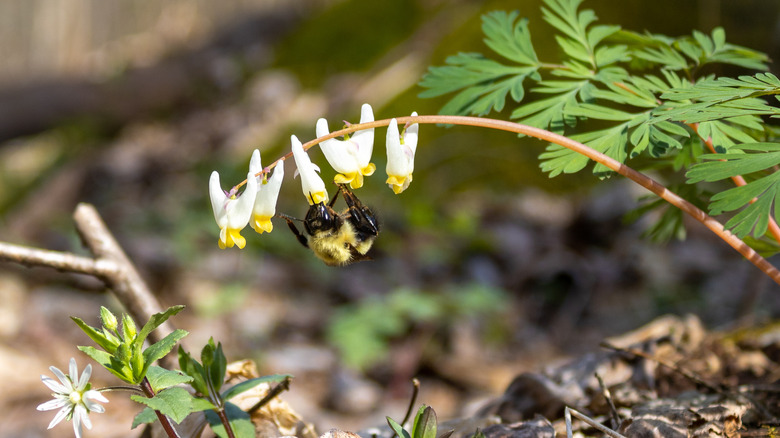 Bee on Dutchman's breeches