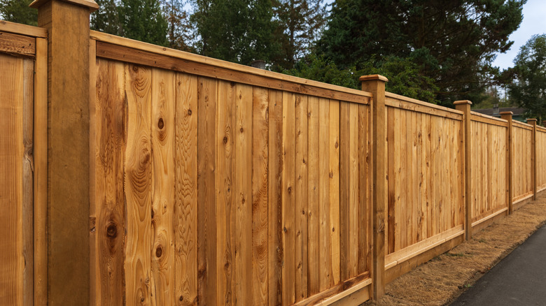 Wooden fence with trees near the fence