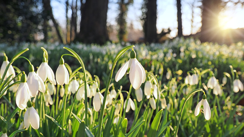 White snowdrop flowers blooming near trees