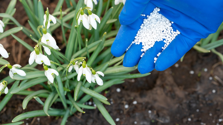 Hand with blue glove applying fertilizer pellets to snowdrop flowers