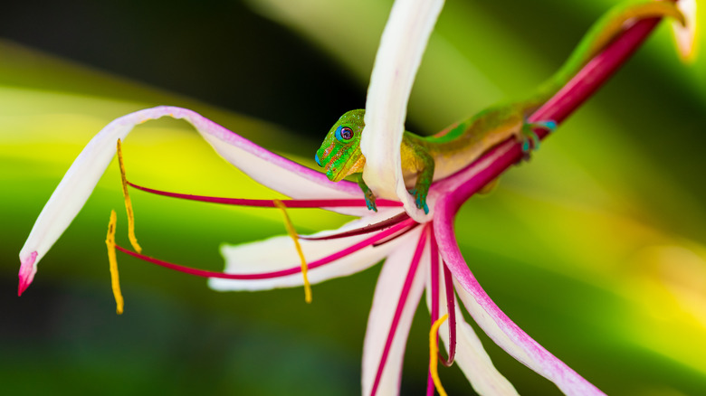 gecko on Queen Emma lily