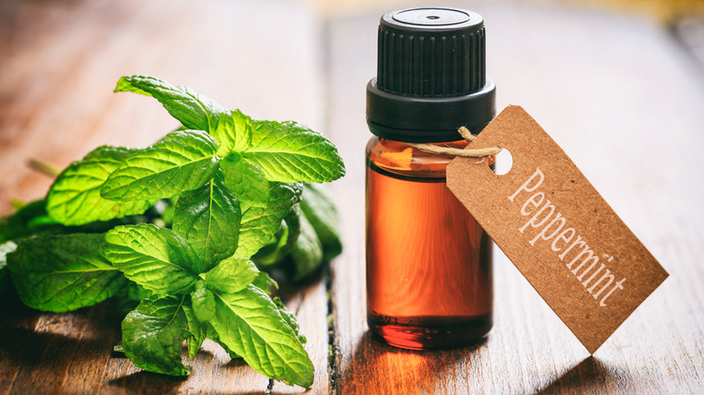 bottle of peppermint essential oil