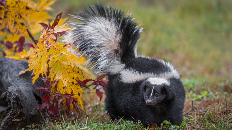 skunk on the lawn