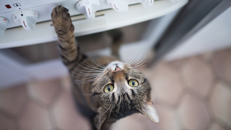 Cat reaches up to touch stove