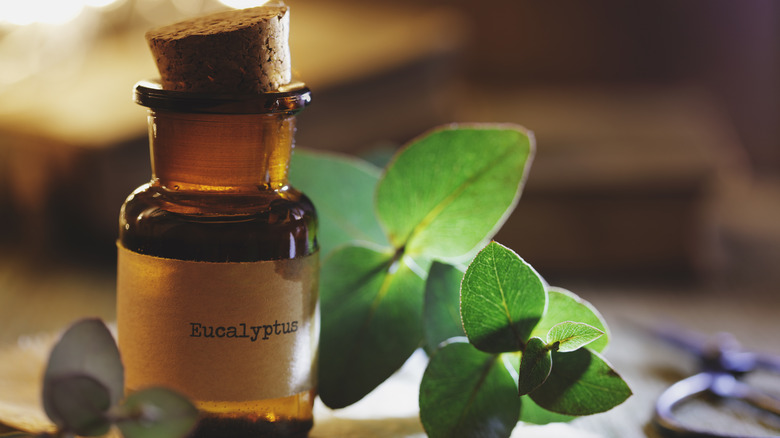 bottle of eucalyptus oil