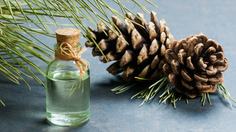 pine oil beside pine cone