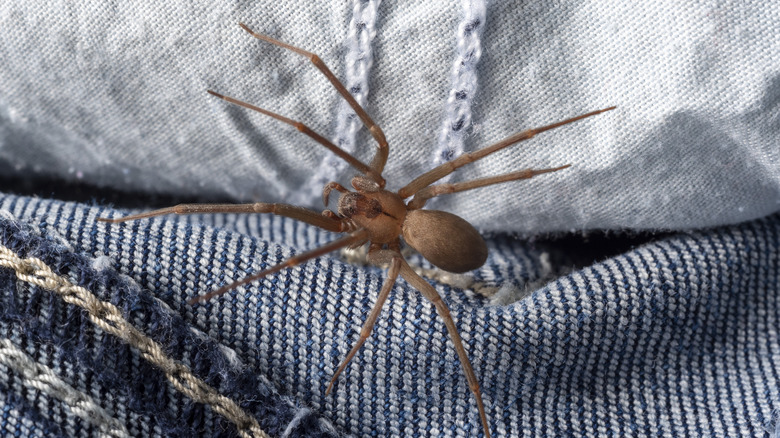 Brown recluse hiding in clothing