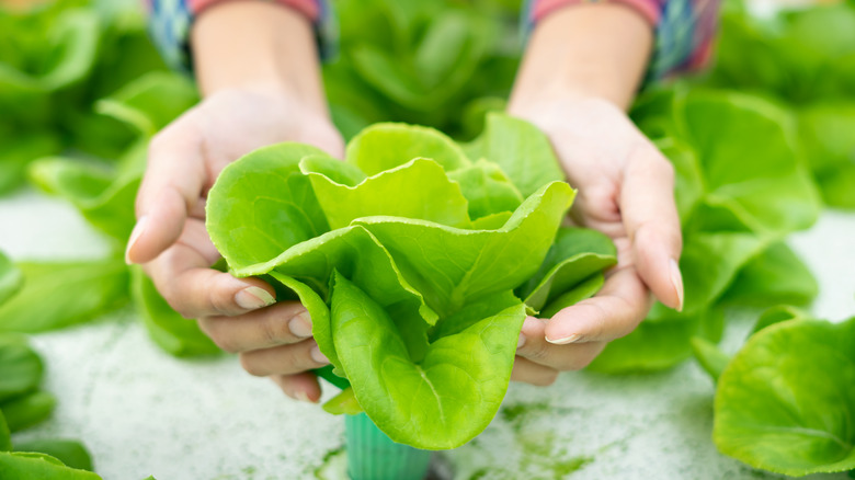 hydroponic garden with lettuce