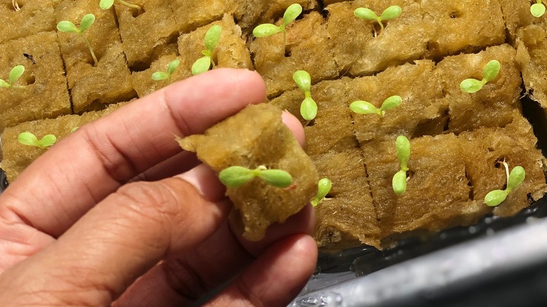 seeds sprouting for hydroponic garden