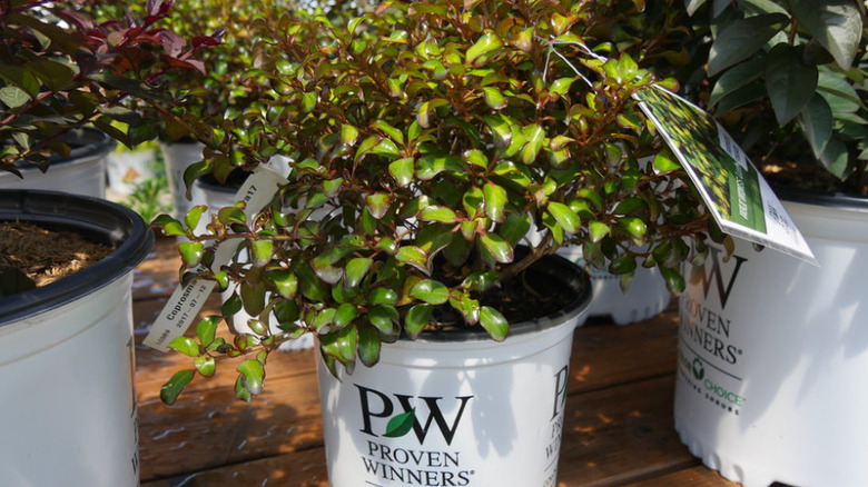 Closeup of the Waxwing Lime mirror bush in a white pot