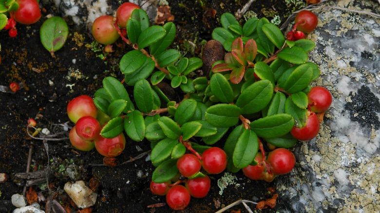 Dwarf lingonberry with ripe fruit