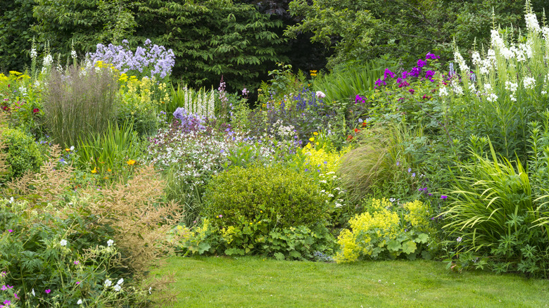 flowering plants in landscape