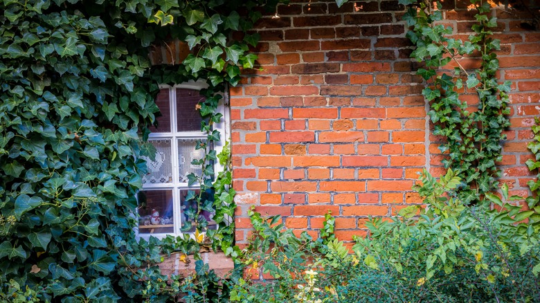 English ivy growing on building