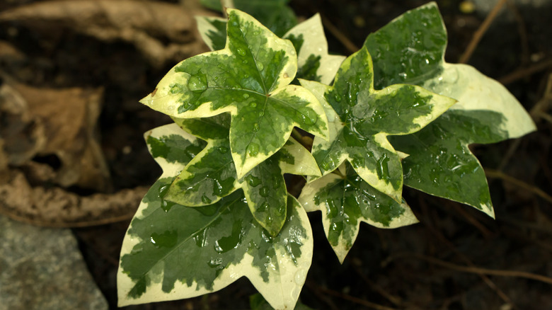 wet variegated fatshedera leaves 