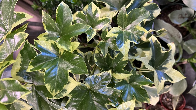 shiny fatshedera leaves 