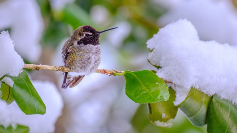 Anna's hummingbird sitting on snowy branch