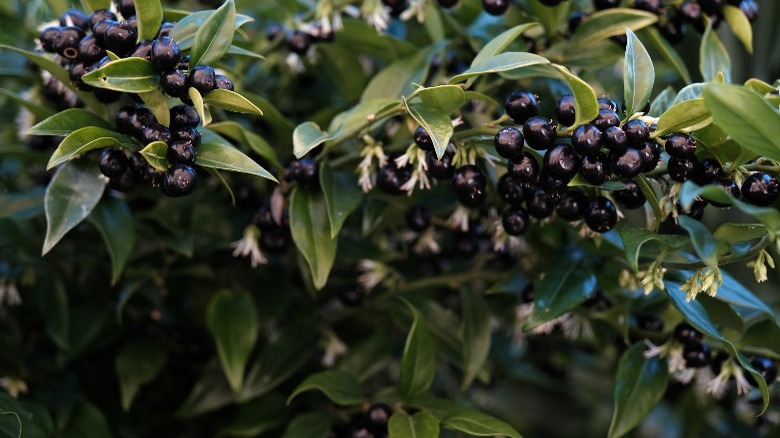 An up close view of fruit on a sweet box evergreen shrub