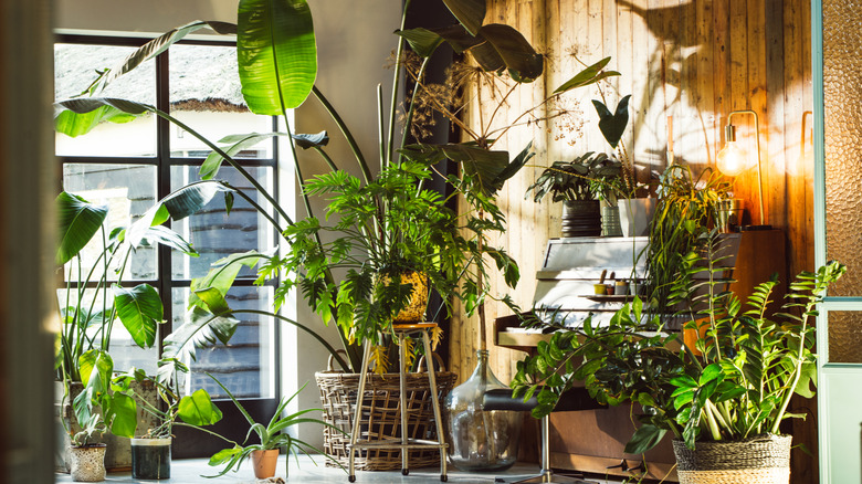 A corner of a room filled with lots of tropical plants