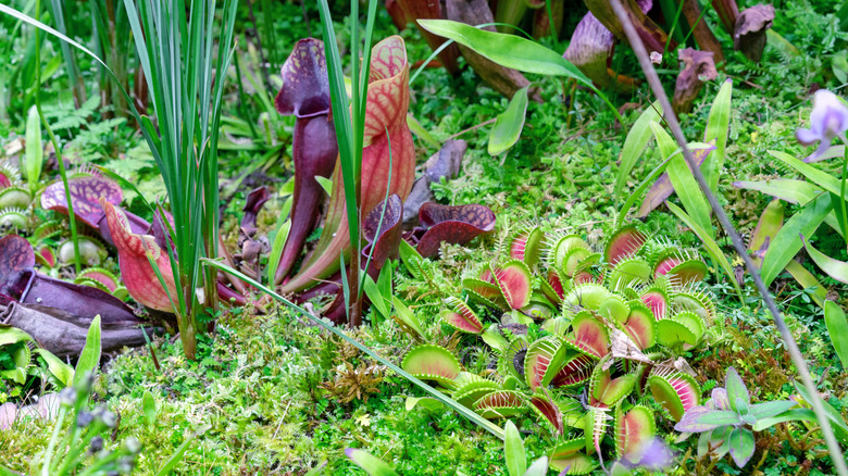 Venus flytrap and pitcher plants in tropical forest